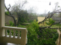 1-at-Clotaires-both-of-our-mango-trees-mostly-down