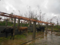 10-New-cow-stable-roof-gone-completely-1