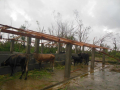 10-New-cow-stable-roof-gone-completely