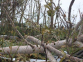 24-2-days-later-Farm-disaster