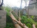 3-Cedar-tree-fell-directly-between-two-sturctures