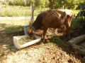 6-Beim Silage fressen